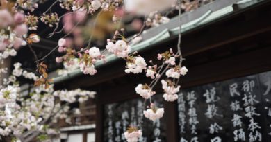 White cherry blossom hanging from a tree over an Asian-style roof