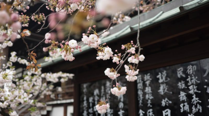 White cherry blossom hanging from a tree over an Asian-style roof