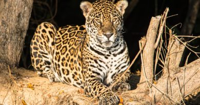 leopard lying on brown tree branch during daytime