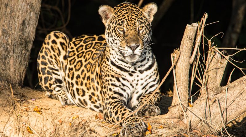 leopard lying on brown tree branch during daytime