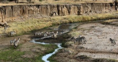 zebra near mountains
