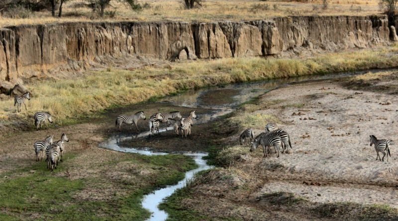 zebra near mountains