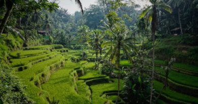 green rice field