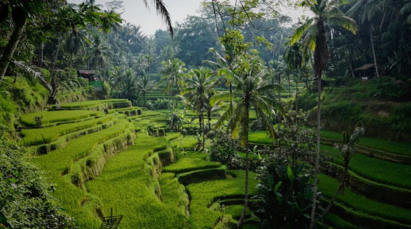 green rice field