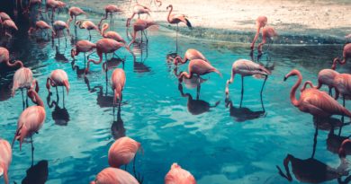 flock of flamingo on body of water
