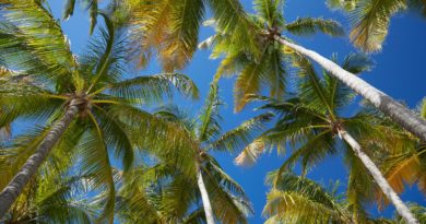 coconut trees