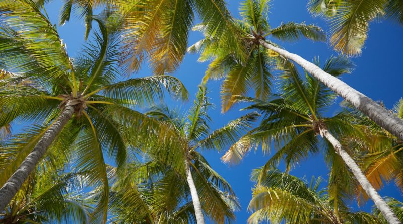 coconut trees