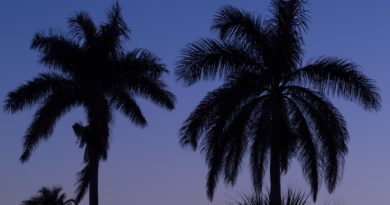 silhouette photography palm trees