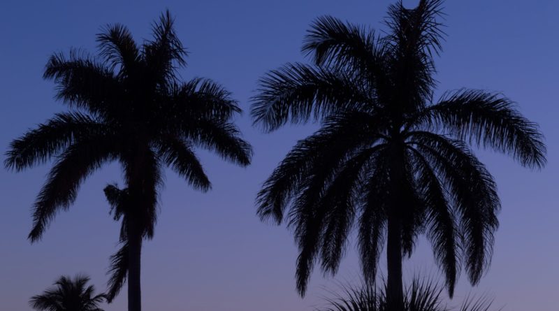 silhouette photography palm trees