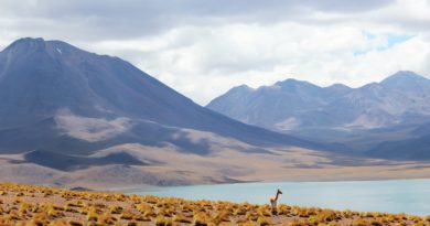 animal standing near body of water and mountains