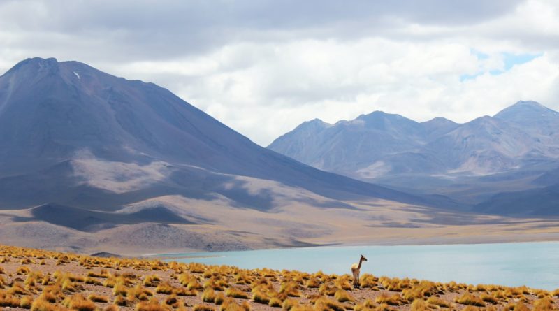 animal standing near body of water and mountains