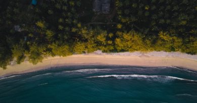green body of water near trees during daytime