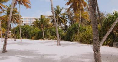 coconut trees near building