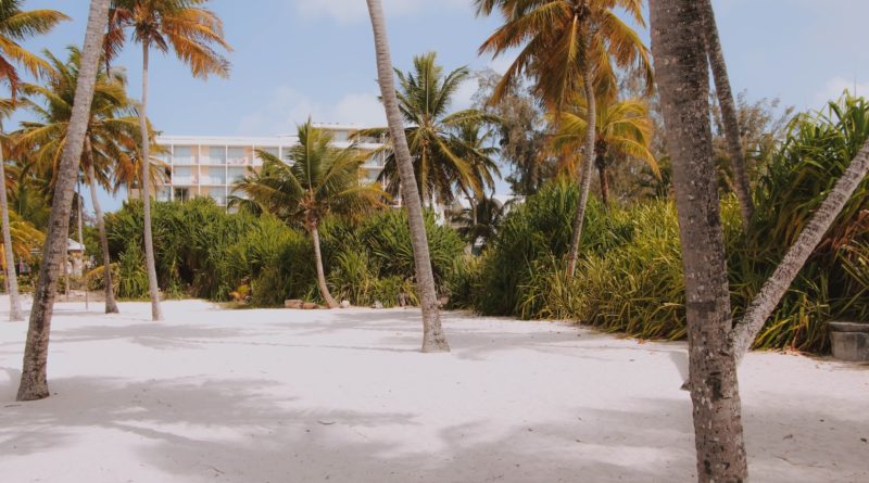 coconut trees near building