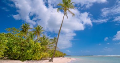 green palm tree on shore during daytime