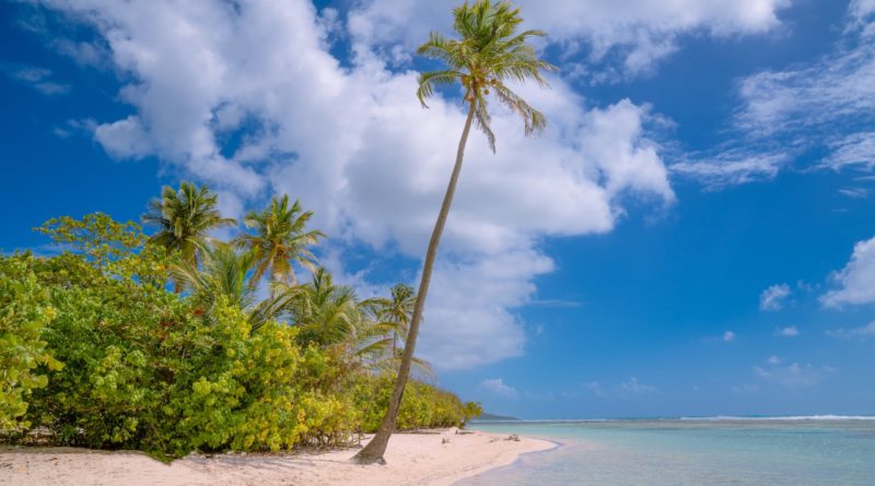 green palm tree on shore during daytime