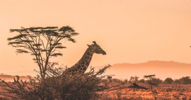 black and white giraffe on brown grass field