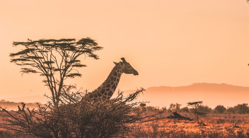 black and white giraffe on brown grass field