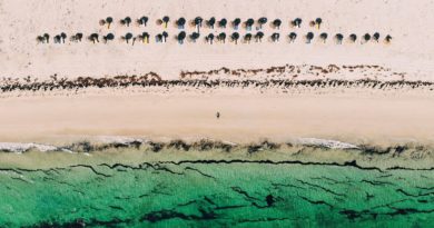 people on beach during daytime