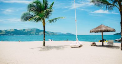 coconut tree near shore within mountain range