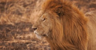 brown lion