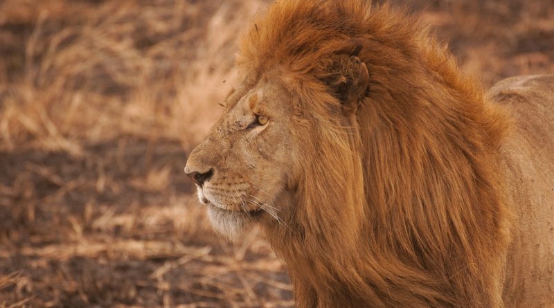 brown lion