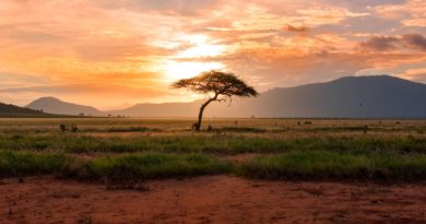 tree between green land during golden hour