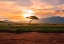 tree between green land during golden hour
