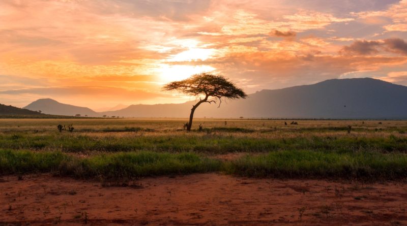 tree between green land during golden hour