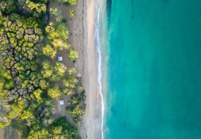 aerial view of trees near ocean